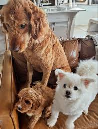 Levi Update… he's very cute, incredibly sweet and super cuddly 🥰❤️  #cavapoo #cavapoopuppy #puppy #family