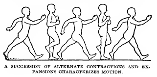 How To Draw And Animate A Person Walking Or Running - Huge Guide And  Tutorial - How To Draw Step By Step Drawing Tutorials