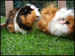 Cutie pie baby guinea pigs i have a choice of 5 baby boy guinea pigs. Guinea Pig For Sale In Sri Lanka Petfinder