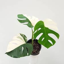 We recommend keeping your monstera out of direct sunlight since the white parts of the leaves are more prone to burning. Terrascapes Llp Monstera Deliciosa Var Borsigiana Albo Facebook