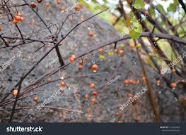 Image result for Grewia flavescens