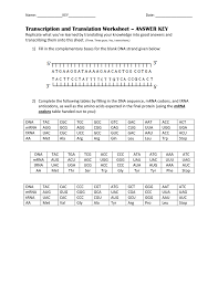Decodes messages by anticodon and amino acid transfer. Name Date Transcription And Translation Worksheet Answer