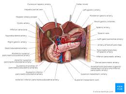 It carries oxygen and nutrients to your body's tissues. Blood Vessels Of Abdomen And Pelvis Anatomy Overview Kenhub