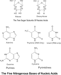 Dna acts as an enzyme to catalyze the conversion of mrna into protein 4. 2 10 Nucleic Acids Biology Libretexts