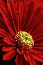 Pin By Baby Elkhannoussi On Blooming Red Chrysanthemums Red Flowers Amazing Flowers