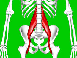 Groin muscles have adductors which are fan like structures present in the upper thigh region. Hip Flexor Strain Symptoms Causes And Treatment