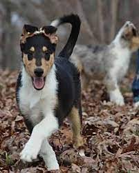 Foggy bay collies was founded over 25 years ago beside the shores of san francisco bay. Puppies For Sale Dogs For Sale Smooth Collie Collie Puppies For Sale Collie Puppies