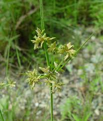 Image result for Cyperus denudatus