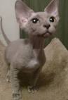 Devon Rex Kittens For Sale In Virginia