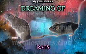 Check spelling or type a new query. Dreaming Of Rats My Questions