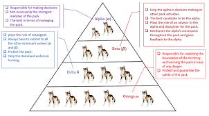 Epsilon Wolf Pack Hierarchy Related Keywords Suggestions