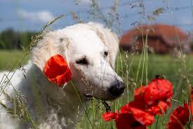 Der mensch und die haustiere. So Suss Foto Bild Tiere Haustiere Hunde Bilder Auf Fotocommunity
