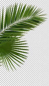 Asian Palmyra Palm Arecaceae Saw Palmetto Palm Branch Palm Leaf Manuscript Date Palm Green Leaves Png Clipart Free Clipar Palm Branch Palm Leaves Date Palm