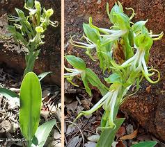 Image result for Bonatea antennifera