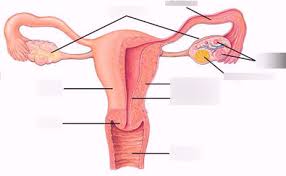 External organs and internal organs of the female reproductive system with structure, functions and diagram. Female Reproductive System Labeling Internal Diagram Quizlet