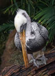 Small Bird With Long Legs And Long Beak Brown Pelican National Aviary Pittsburgh Pa National Aviary Pelican Aviary