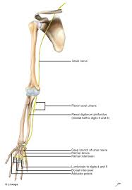 They can be strained or torn by sudden movements or falls. Ulnar Nerve Msk Medbullets Step 1