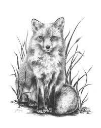 Charcoal Fox Drawing Archival Art Print 8x10 By Naturesmiled Fox Drawing Fox Art Charcoal Art Whether you'd like to draw a fox in a cartoon style or a more realistic fashion, start by sketching a u00a9 2021 wikihow, inc. charcoal fox drawing archival art print