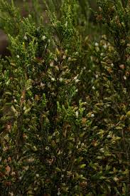 Image result for Passerina montana