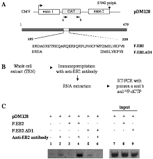 Epstein m.a., achong b.g., barr y.m. Plbjbcqu94qnem