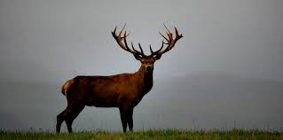 A red stag hunt in new zealand is a soulful experience every hunter should enjoy at least once in a lifetime. Red Stag High Peak