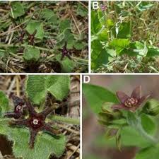 Image result for Embelia welwitschii