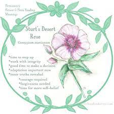 Pin On Desert Rose