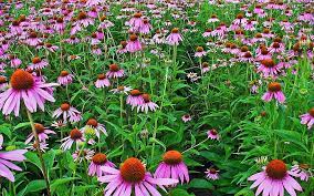 If flower heads are not removed in the fall, the blackened cones will be visited by birds that feed on the seeds. Echinacea Americana In The Garden Piedmont Master Gardeners