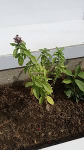 They are grown for their starchy corms, an important food staple of tropical regions. Karachi Pakistan A Plant That We Grew In Our Plant Bed It Is Natively Called Niyaz Boo Here I Don T Know If This Is Tulsi Or Nor I Don T Know What Its