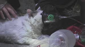 We did not find results for: See Cocoa Firefighters Use Oxygen Pet Masks To Rescue 2 Cats From House Fire Wftv