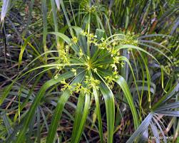 Image result for Cyperus tenuiculmis