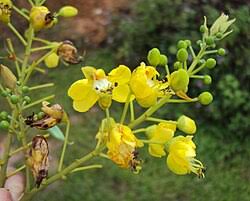 Image result for Caesalpinia glandulosopedicellata