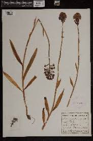 Image result for Angraecopsis amaniensis