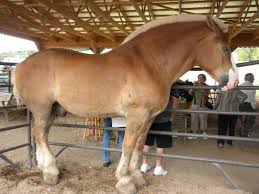 Ray And Char S Trip Through Retirement September 2010 Amish Country Ohio Amish Country Berlin Ohio