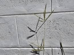 Image result for Dichanthium annulatum