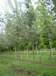 Image result for Populus ×  canescens