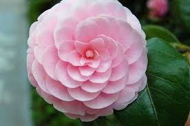 Camellia Japonica The Japanese Camellia Sometimes Called The Rose Of Winter Flowers Japanese Flowers Rose