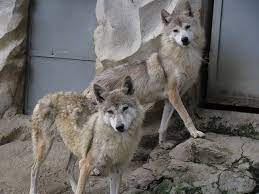 Pin On Handsome Wolves