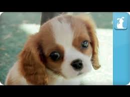 Maybe you would like to learn more about one of these? Puppy Love Cavalier King Charles Spaniels Youtube