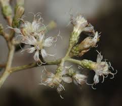 Image result for Monosis conferta