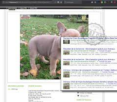 Le coin des animaux.fr vous propose un large choix de médailles pour chiens et chats, livraison gratuite ! Zataz Offre Chaton Sur Le Web Des Arnaques Qui Se Multiplient