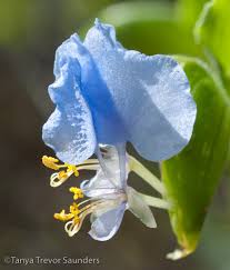 Image result for Anthericopsis sepalosa