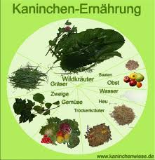 Plakate Kaninchen Ernahrung Kaninchen Kaninchengehege