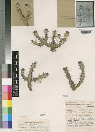 Image result for Euphorbia jubata
