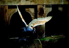 Termite tools foam equipment foggers granulars liquids rodent. Poisons Used To Kill Rodents Have Safer Alternatives Audubon