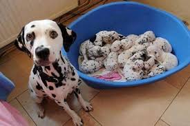 Go to 5 weeks pregnant. Dog Pregnancy Week By Week Symptoms Care