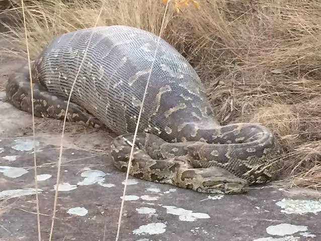 Python Eats Porcupine, Regrets It Later (Here's Why) | Live Science