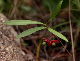 Image result for Ochna richardsiae