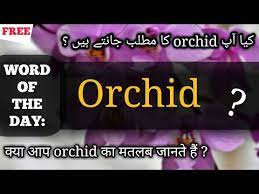 Orchid Meaning In Hindi Urdu Orchid Ka Matlab What Orchid Means Orchid Pronunciation Youtube
