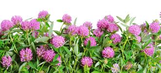 Can you eat clover flowers uk. Can I Eat Red Clover Edible Weeds Food Storage Moms